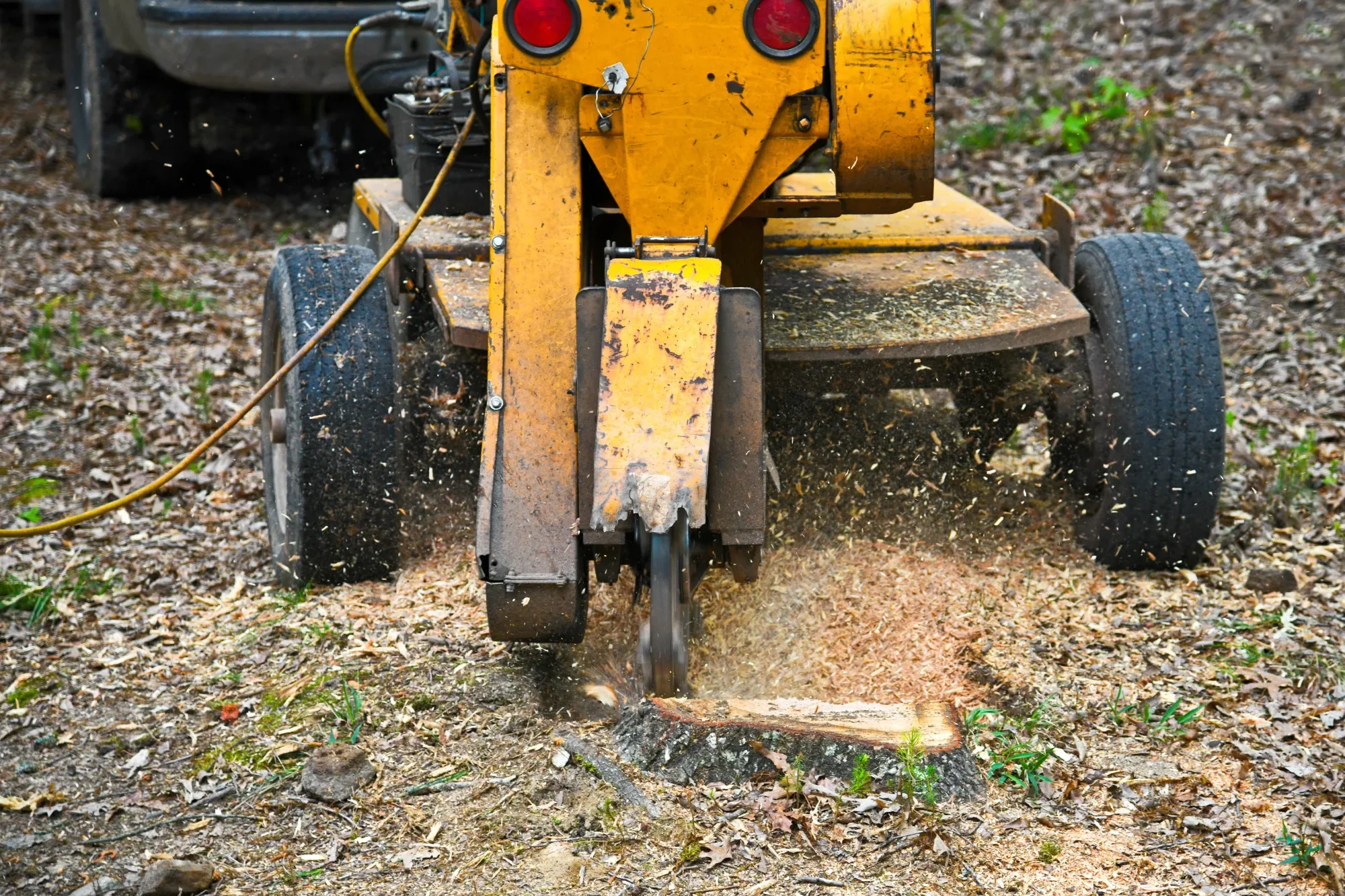 "A close-up of a stump grinder completing its work on a large live oak stump, turning it into mulch, and preparing the area for future landscaping." Description: "This image features a stump grinder in action, effectively reducing a small live oak stump to mulch. For residents of Jacksonville, FL, ER Outdoor Solutions offers powerful and efficient stump grinding services, essential for clearing your landscape of unsightly stumps and preparing the area for new landscaping or construction projects."