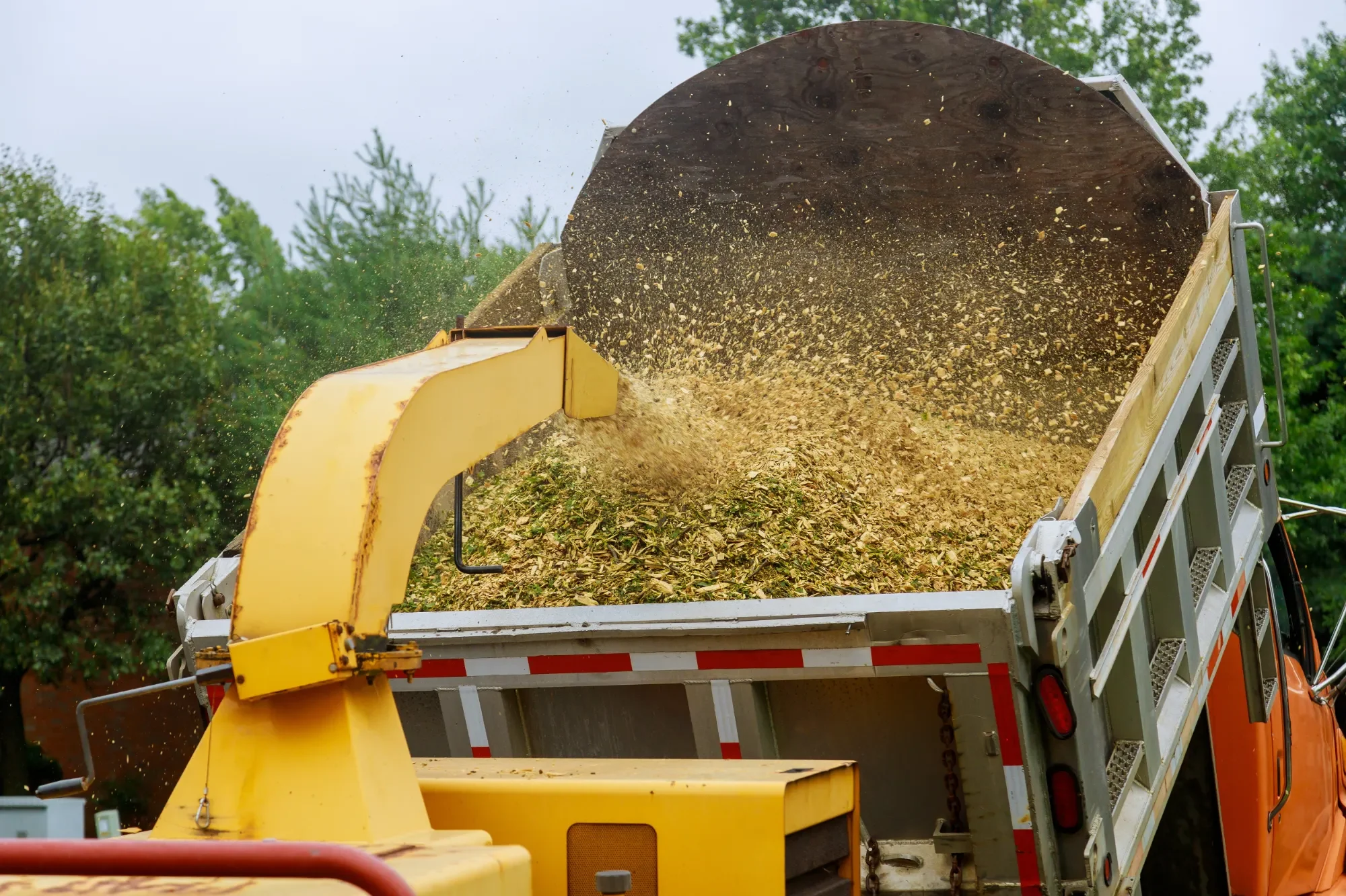 Enhance your property in Jacksonville, FL with our professional tree removal and wood chipping services. This image captures the efficient process of turning tree debris into mulch, emphasizing our commitment to eco-friendly practices. Serving the greater Jacksonville area, including surrounding communities like Orange Park and Atlantic Beach, our services are ideal for residential and commercial properties looking for sustainable landscape management.