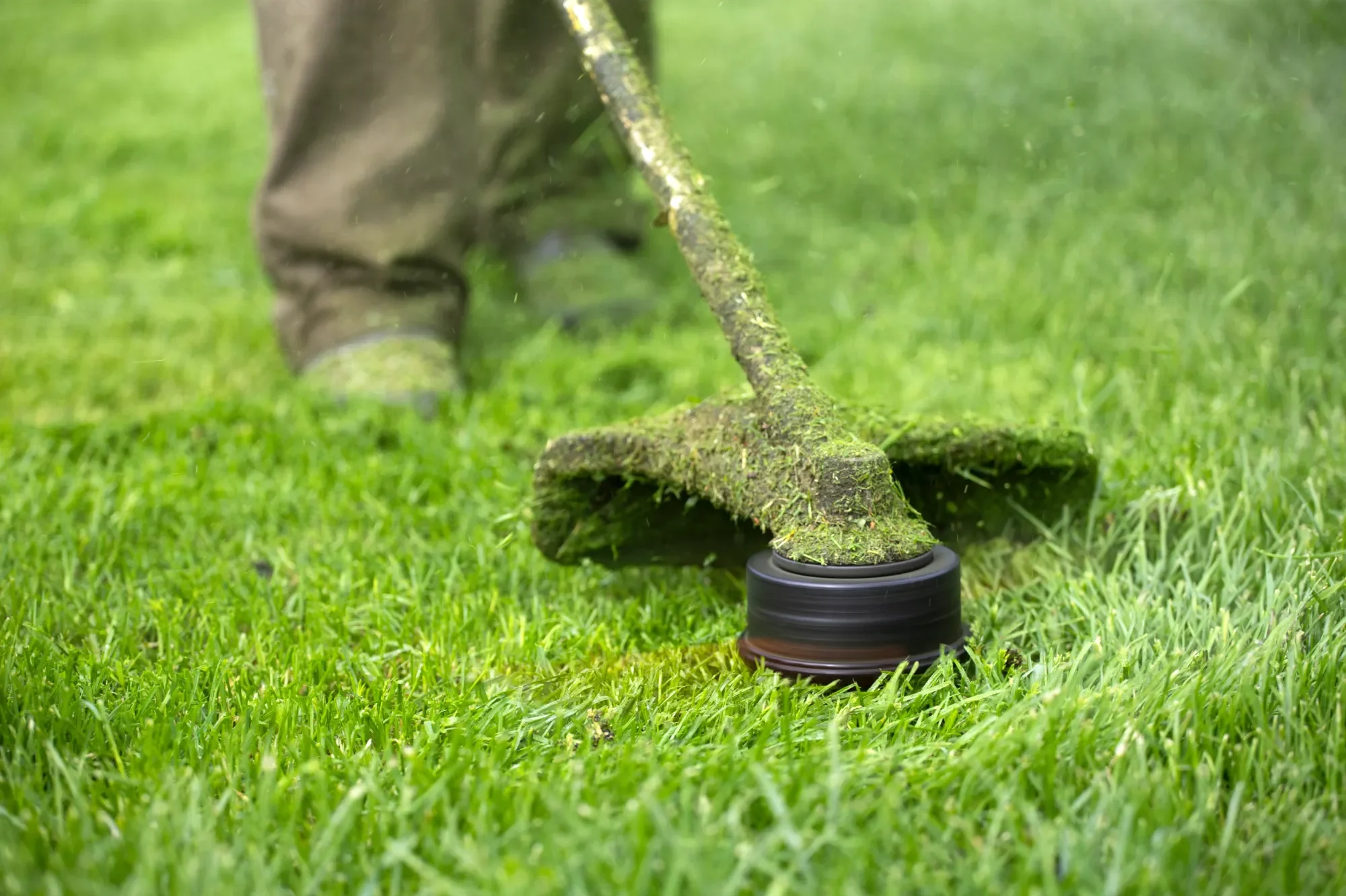 This image showcases the precision of a string trimmer as it meticulously maintains dense St. Augustine grass. For homeowners in Jacksonville, FL, achieving a well-manicured lawn requires the right tools and expertise, and ER Outdoor Solutions is committed to delivering top-notch lawn care and maintenance services to enhance your landscape’s beauty