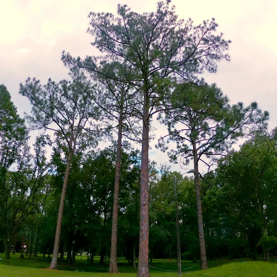 The Loblolly Pine (Pinus taeda) falls under the category of "Southern Yellow Pines." This group also includes other species like the Longleaf Pine, Shortleaf Pine, and Slash Pine. 