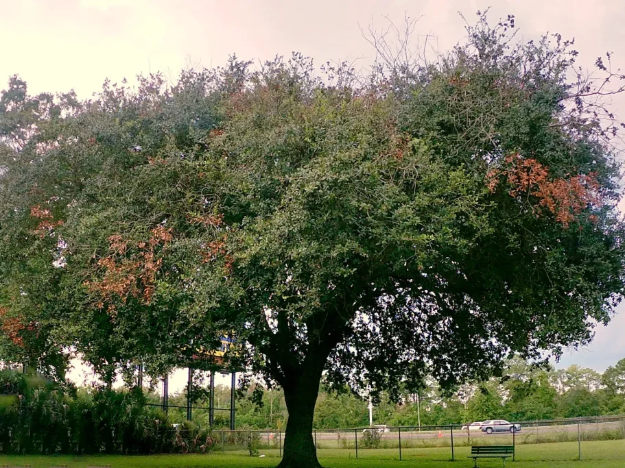 Large tree in common area Jacksonville Florida