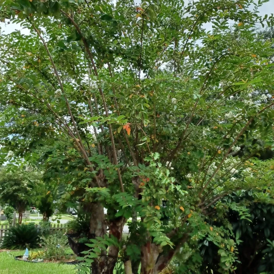 Small crape myrtle tree ready for pruning