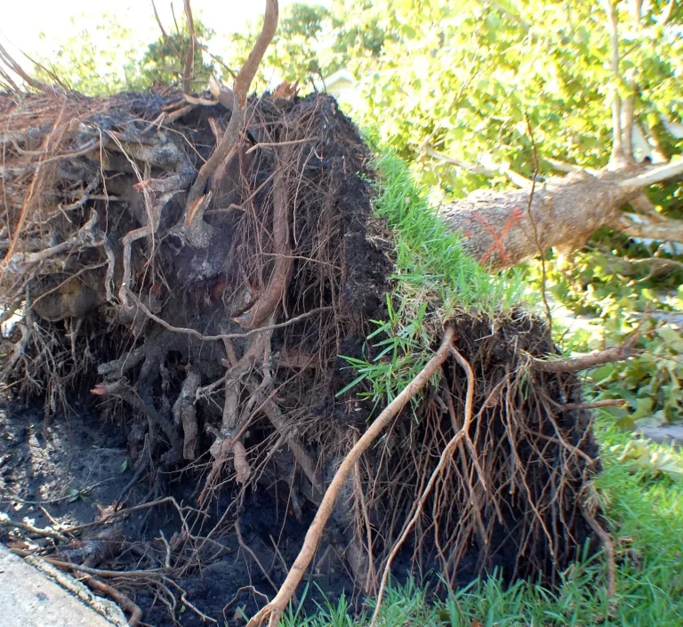  the impact of a storm on a pine tree, showing the tree completely uprooted with its massive rootball laid bare. It highlights the importance of professional storm cleanup services for tree safety and landscape restoration.