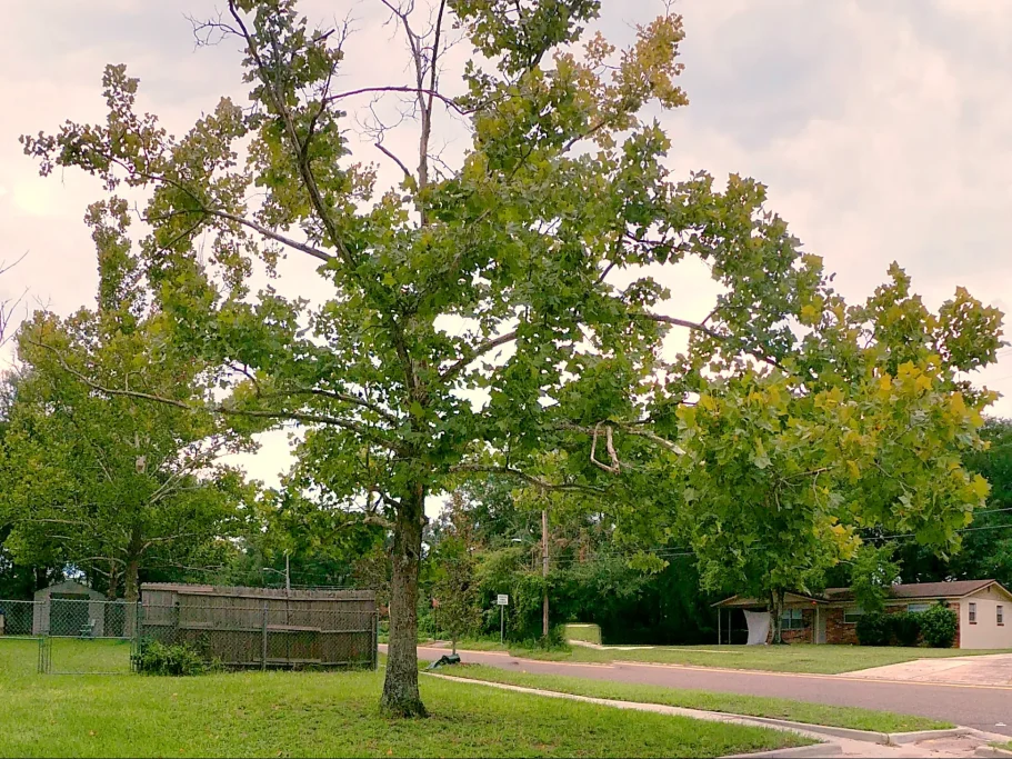 A small sycamore Tree Jacksonville, Florida