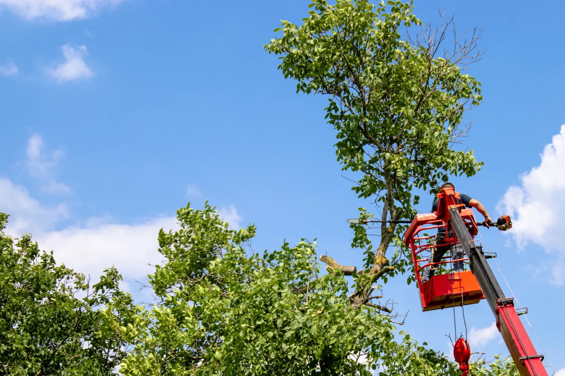 Keep your Jacksonville, FL property looking its best with our professional tree trimming services. This image highlights a skilled arborist using a lift to safely and efficiently trim trees, ensuring the health and beauty of your landscape. Serving Jacksonville and surrounding areas, including Atlantic Beach, Orange Park, and Ponte Vedra Beach, our tree care services are perfect for both residential and commercial properties.