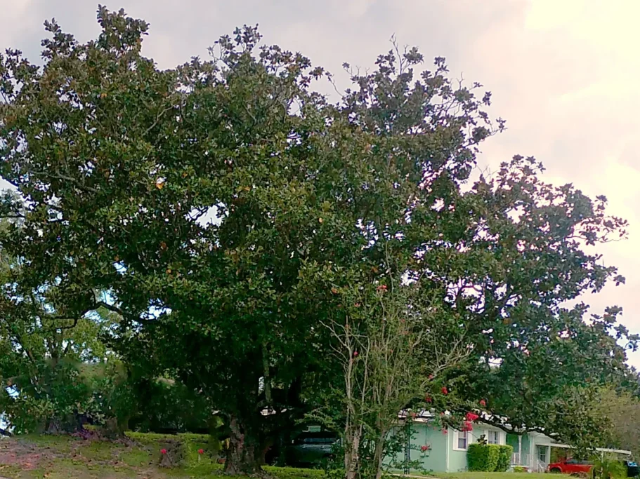 Large Magnolia tree in Jacksonville Florida